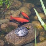 Tiere und Pflanzen Miniteich