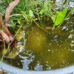 Schwebalten färben das Miniteich-Wasser grün