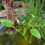 Beliebte Wasserpflanze im Miniteich: Wasserlilie