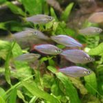 Fische im Miniteich