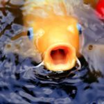 Fische im Miniteich Probleme